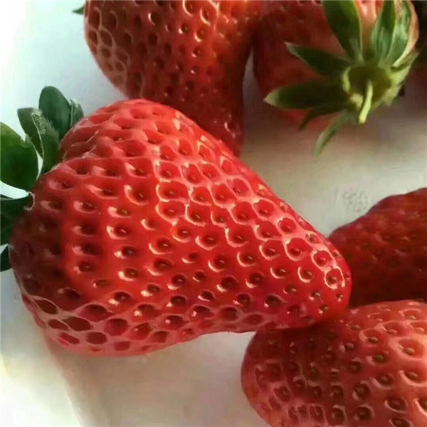 艳丽草莓苗