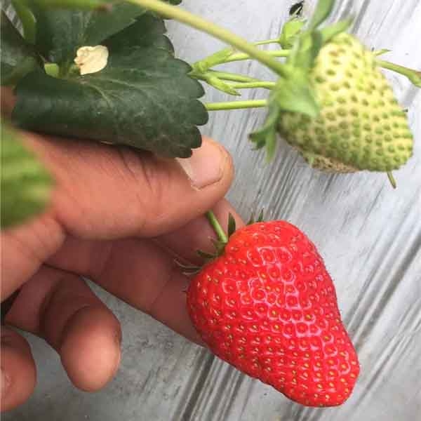 隋珠草莓苗种植技术，香野草莓苗哪里有卖多