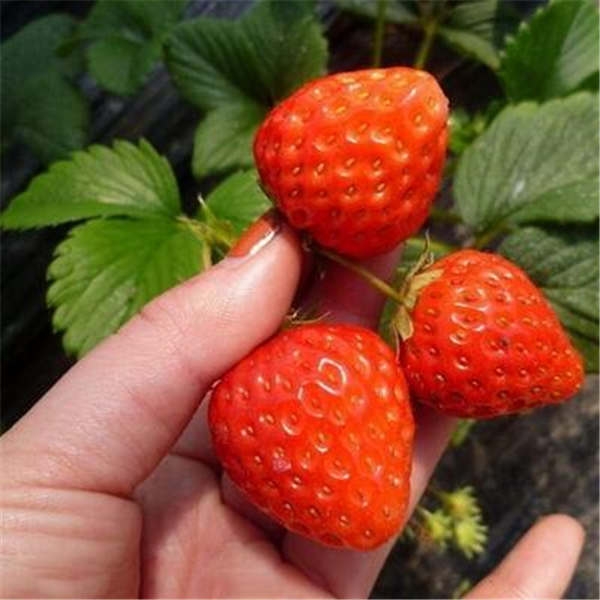 促进红颜草莓苗草莓果实发育的关键因素