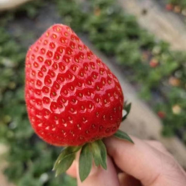 隋珠草莓苗又叫做‘香野草莓’哪里能买到正