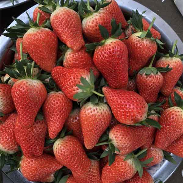 丰香草莓苗哪里有卖,丰香草莓苗多少钱一棵(图1)