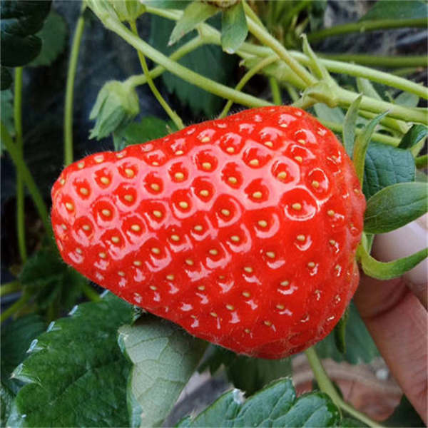 越秀草莓(图1)